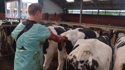 Het vruchtbaarheidsmanagement op melkveebedrijven krijgt steeds meer aandacht, met positieve gevolgen voor de tussenkalftijd.
