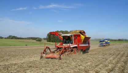 De droogte heeft geleid tot een fors kleinere aardappeloogst in een groot deel van Noordwest-Europa.