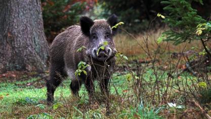Het FAVV krijgt extra geld om de uitbraak van Afrikaanse varkenspest aan te pakken.