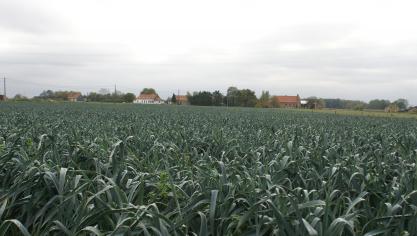 Van prei tot eieren en van melk tot koolrabi: de winnaars van de innovatieprijs presenteren oplossingen voor de teelt, oogst, verwerking en vermarkting van landbouwproducten.