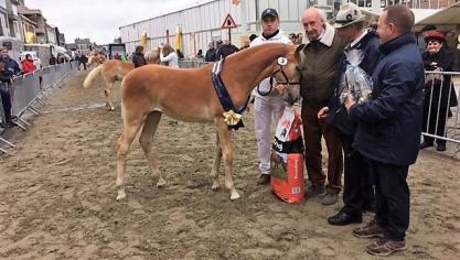 Abba von Hafling, veulenkampioene. Eig.: Dirk Moerman uit Assenede.