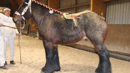 Bob de ter Couterhove (Iwan van het Rijkelhof x Bufalo van ‘t Camillenhof), grote maat. Eig.: Antoine Van Cauter, Sint-Andries.