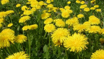 Onderzoekers zien brood in de commerciële teelt van paardenbloemen.