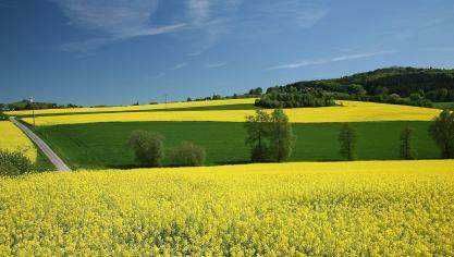 In de EU wordt met name veel koolzaad geteeld met het oog op de productie van biodiesel.