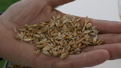 spelt3