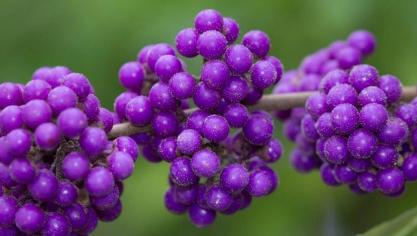 Callicarpa bodinieri.