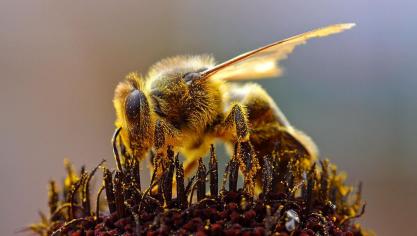Neonics worden in verband gebracht met de bijensterfte.