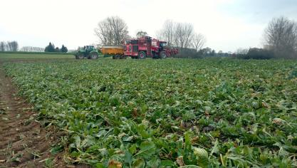 Op het veld zijn verschillende landbouwers actief bieten aan het rooien. Hieronder vindt u de gemiddelde resultaten van de bietencampagne van de laatste twee weken.