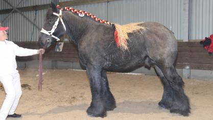 Buffalo van Stuyvenberg (Iwan van Aardenhof x Eros van Hoeve De Eik). Eig.: Wim Ceuleers en Maatschap van Dommelen uit Nederokkerzeel.