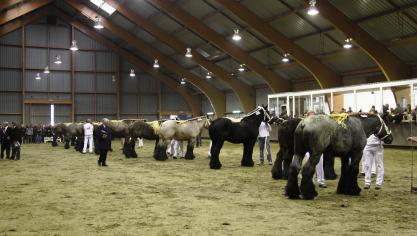 Geleek de hengstenkeuring in Ghlin eerder op een circus dan op een correcte keuring?