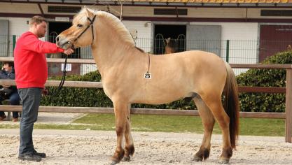 Dries Vissers met zijn goedgekeurde hengst Ruben van de Landweg.