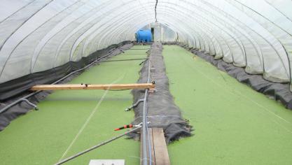 Eendenkroos kan volgens onderzoek van de Universiteit Gent mest filteren en omzetten naar veevoeder, en zo de ecologische voetafdruk van de vleesproductie verbeteren.