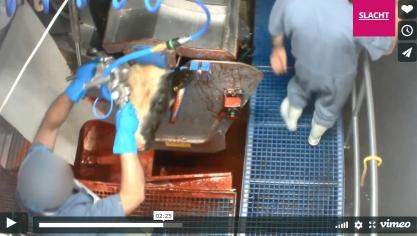 Op beelden die zijn geschoten bij het slachthuis van VanDrie in Hasselt zijn volgens Animal Rights misstanden te zien.