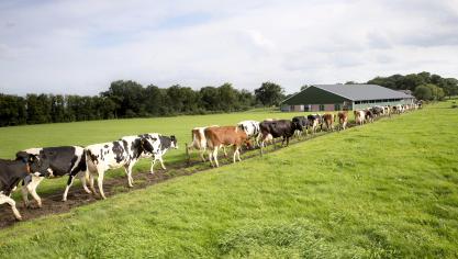 DMK gaat ledenmelk van FrieslandCampina verwerken tot mozzarella.