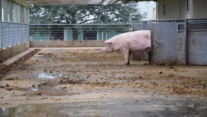 Parsons bemerkt dat de dieren die naar buiten gaan, vaak lager in de sociale ranking van de groep staan.