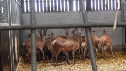 20 jaar geleden startte het bedrijf met edelherten.