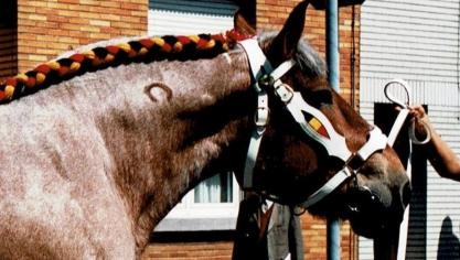 Zoals elk jaar is nu ook de nieuwe trekpaardenkalender beschikbaar.