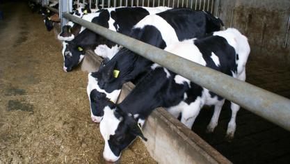 VanDrie België heeft contracten met ongeveer tachtig stallen in het land.