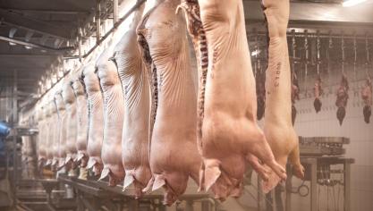 De karkassen hangen op slachthaken, uitgerust met een chip.