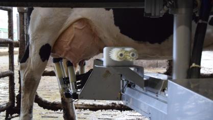 De melkproductie in de EU krimpt licht.