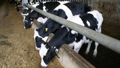 VanDrie België koopt dieren van circa 80 stallen in het land.