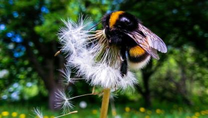 Biobest zet hommels en andere insecten invoor bestuiving en de biologische bestrijding van ziektes en plagen in de tuinbouw.