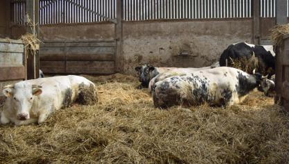 In de EU wordt gevreesd dat de Zuid-Amerikanen de vleesveesector wegconcurreren.