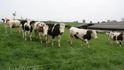 Met name in de rundveehouderij zijn veel bedrijven overgeschakeld op biologische bedrijfsvoering.