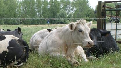 De sector kan op termijn beter inzetten op afzet dichtbij, vindt Dhoore.