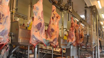 Slachtmethodes worden aangepast. Een nieuw decreet bepaalt dat de omkeerbare elektronarcose ook verplicht toegepast zal worden op kalven en runderen, zodra de techniek ook voor deze dieren op punt staat.