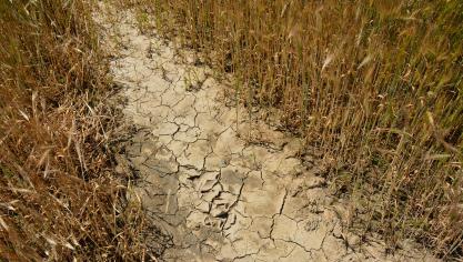 De droogte leidde in 2018 tot grote problemen voor de landbouw.
