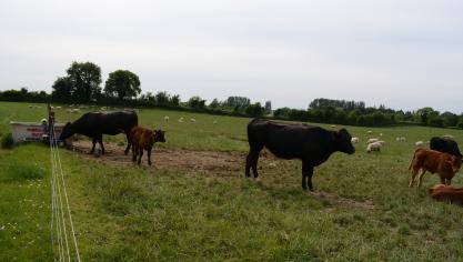 De Ierse landbouw is sterk afhankelijk van export naar Groot-Brittannië en er zijn veel landbouwers in Noord-Ierland die leveren aan verwerkers in Ierland en andersom.