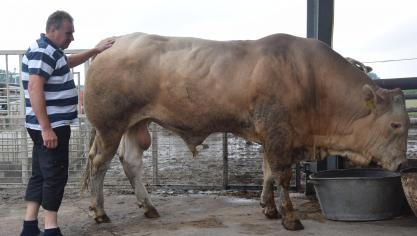 Blonde d’Aquitaine-stieren vallen op door hun hoogte, lengte en vruchtbaarheid.