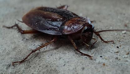 cockroach-70295_960_720