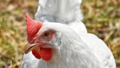 chicken-3868178_960_720