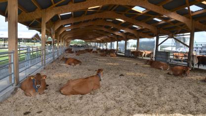 Het miscanthusstrooisel wordt slechts om de zes maanden vernieuwd. Tijdens het melken wordt het strooisel wel elke morgen omgewoeld met een rotoreg om het vocht eruit te verwijderen.