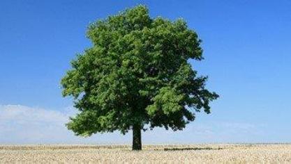 De kelten vertaalden de meest opvallende eigenschappen van vomen naar menselijke karaktertrekken.