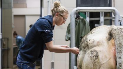 De data van het toelatingsexamen diergeneeskunde 2019 zijn gekend.