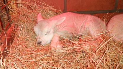 Indien een lam geboren wordt voor dag 142 van de dracht is de kans op overleving zeer klein.