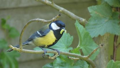 koolmeesje-3436616_1920