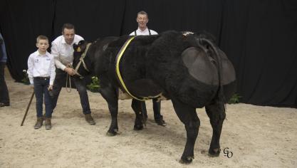 Kampioen bij de koeien vanaf 44 maanden: Jolie Fille vd Stokerij (Impérial X Fétiche).