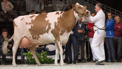 Annelies 4 van Lieven Reykewaert werd kampioene Volwassen roodbont.