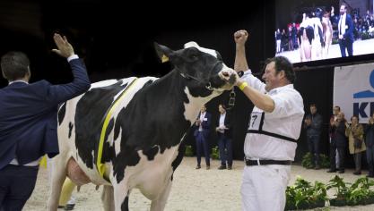 Ultiem moment voor Filip Maelfait uit Hulste: de jury duidt zijn koe, Lilac Hilltop Holsteins, aan als Algemeen Kampioene melkvee Agriflanders 2019.