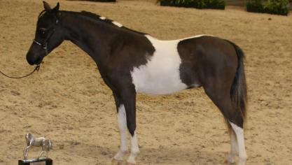 Miniatuurpaard Hermes ging er met drie prijzen vandoor.