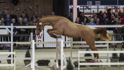 Q’Chacco Blue imponeerde met zijn lichaamsgebruik en macht op de sprong.