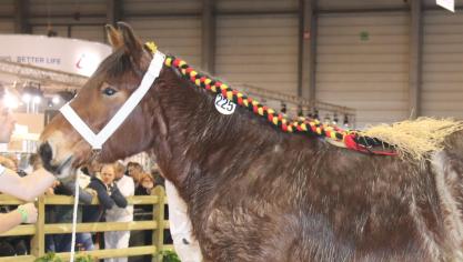 Zara van de Berghoeve, eerste prijs bij de merries geboren in 2017 grote maat, eig. Roger Troch – Pauwels – Haasdonk