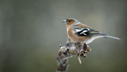 Vink
