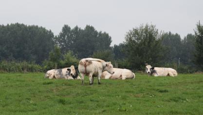 Wat de ngo’s betreft moet de veestapel krimpen.