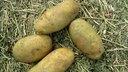 Belgische miniknollen worden normaal gezien goed verkocht aan Nederlandse pootgoedtelers.