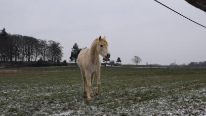 Momenteel voorziet de wet dat er beschutting moet worden voorzien voor paarden en paardachtigen - AV
